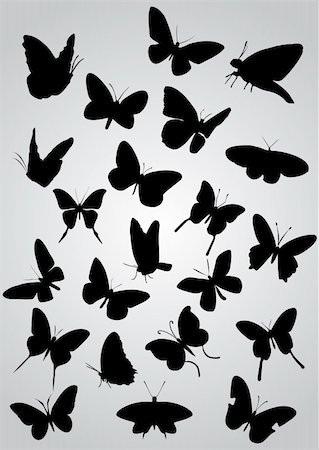 Vector - Butterfly silhouette Photographie de stock - Aubaine LD & Abonnement, Code: 400-04843213
