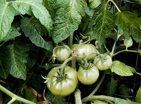 Branch of green tomatoes Stock Photo - Budget Royalty-Free & Subscription, Code: 400-04843647