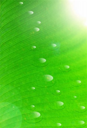 simsearch:400-04324218,k - green leaf with water drops Photographie de stock - Aubaine LD & Abonnement, Code: 400-04843980