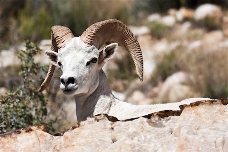 simsearch:400-04262308,k - Albino Bighorn Ram Sheep in Red Rock Canyon Nevada Stock Photo - Budget Royalty-Free & Subscription, Code: 400-04854092