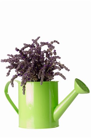 simsearch:400-04847486,k - Purple lavender flower in a green watering can isolated on a white background. Foto de stock - Royalty-Free Super Valor e Assinatura, Número: 400-04854113