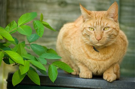 picture of cat sitting on plant - beautiful red tabby cat sitting in the shade of garden foliage Stock Photo - Budget Royalty-Free & Subscription, Code: 400-04854270