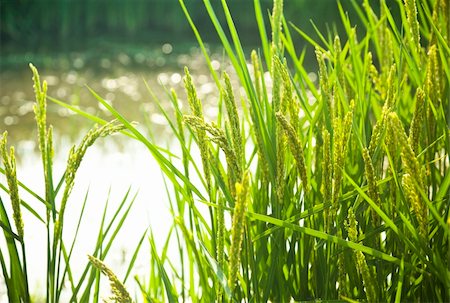 simsearch:400-05699446,k - rice / paddy field in sunshine / soft selective focus on the  foreground Stock Photo - Budget Royalty-Free & Subscription, Code: 400-04854463