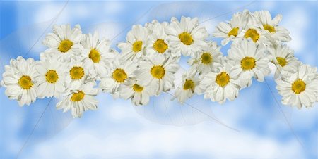White flowers on a background of clouds Stock Photo - Budget Royalty-Free & Subscription, Code: 400-04854718