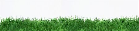 simsearch:400-04706517,k - Green field on white background Stock Photo - Budget Royalty-Free & Subscription, Code: 400-04854713