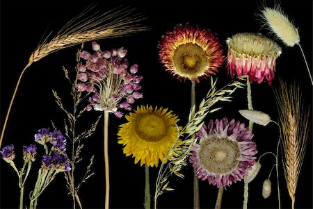 Field flowers and grass Photographie de stock - Aubaine LD & Abonnement, Code: 400-04854732