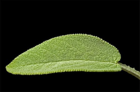 sage leaf Photographie de stock - Aubaine LD & Abonnement, Code: 400-04854786