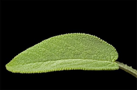 salvia - sage leaf Stock Photo - Budget Royalty-Free & Subscription, Code: 400-04854786