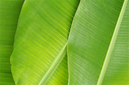 Close up of Banana Leaves Background Foto de stock - Super Valor sin royalties y Suscripción, Código: 400-04854866