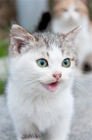 Meowing little kitten with green eyes in the yard Stock Photo - Budget Royalty-Free & Subscription, Code: 400-04854888