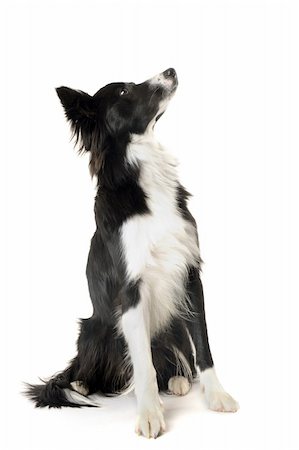 portrait of purebred border collie in front of white background Stock Photo - Budget Royalty-Free & Subscription, Code: 400-04855086