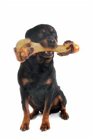 rottweiler - portrait of a purebred rottweiler with bone in front of white background Foto de stock - Super Valor sin royalties y Suscripción, Código: 400-04855087