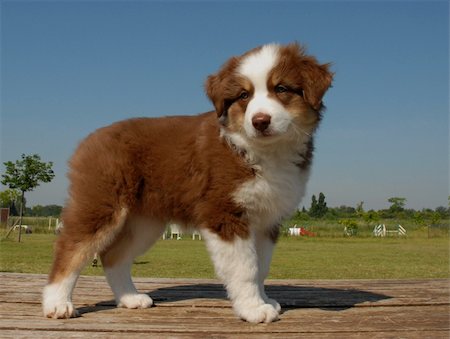 simsearch:400-08013862,k - beautiful purebred of australian sheepdog in a field Foto de stock - Super Valor sin royalties y Suscripción, Código: 400-04855089