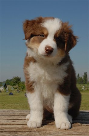 simsearch:400-08013862,k - beautiful purebred of australian sheepdog in a field Foto de stock - Super Valor sin royalties y Suscripción, Código: 400-04855090