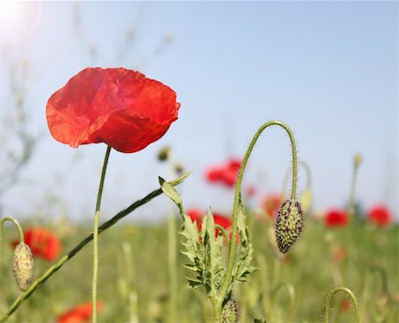 simsearch:400-05251521,k - Red field poppy with the unopened bud Photographie de stock - Aubaine LD & Abonnement, Code: 400-04855143