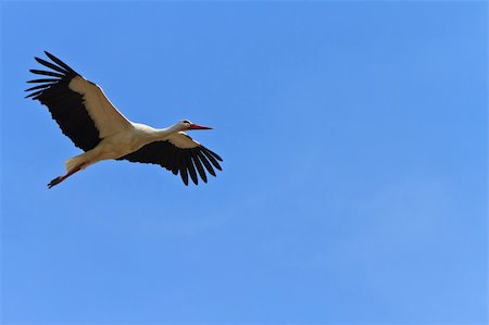 stork in flight on a blue sky Stock Photo - Budget Royalty-Free & Subscription, Code: 400-04855229