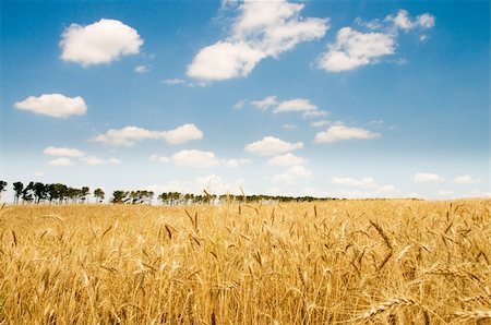 simsearch:400-05355620,k - Wheat field on the bright summer day Fotografie stock - Microstock e Abbonamento, Codice: 400-04855252