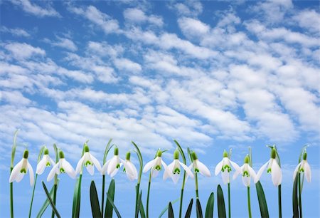 Group of snowdrop flowers  growing in row over sky with clouds Stock Photo - Budget Royalty-Free & Subscription, Code: 400-04855446