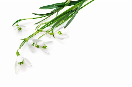 simsearch:400-05713050,k - Group of snowdrop flowers  isolated on white background Stock Photo - Budget Royalty-Free & Subscription, Code: 400-04855447