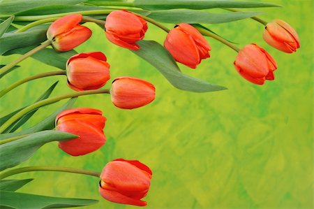 simsearch:400-05713050,k - Group of red tulips over colored background Stock Photo - Budget Royalty-Free & Subscription, Code: 400-04855452