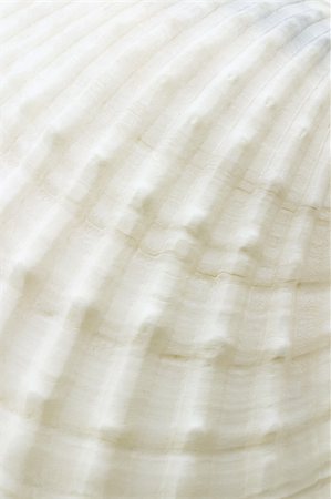 Close up of sea shell surface texture Stock Photo - Budget Royalty-Free & Subscription, Code: 400-04855728