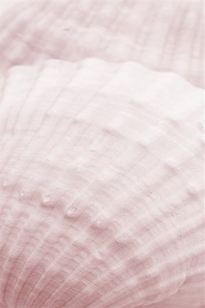 Close up of sea shell surface texture Stock Photo - Budget Royalty-Free & Subscription, Code: 400-04855747