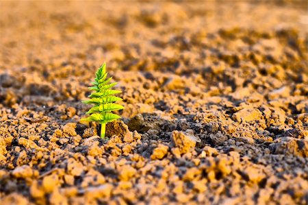 simsearch:400-07951597,k - New life, green seedling growing in soil Photographie de stock - Aubaine LD & Abonnement, Code: 400-04856174