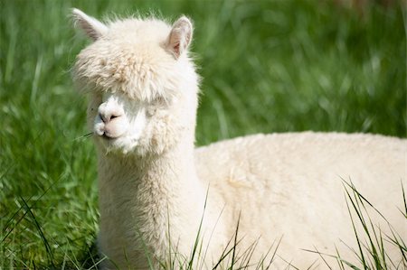 White fluffy Alpaka lying in the meadow Stockbilder - Microstock & Abonnement, Bildnummer: 400-04856178