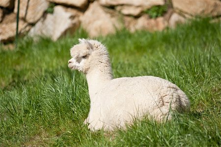 White fluffy Alpaka lying in the Grass Photographie de stock - Aubaine LD & Abonnement, Code: 400-04856181