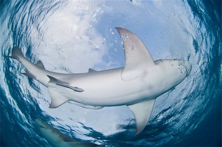 simsearch:400-05694509,k - The white under belly of a Lemon  shark Foto de stock - Royalty-Free Super Valor e Assinatura, Número: 400-04856391