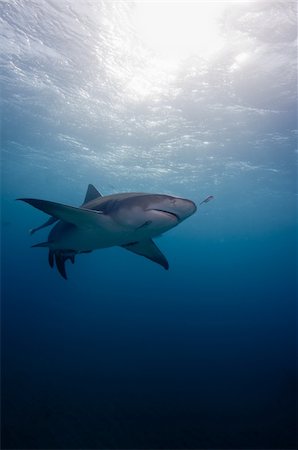 simsearch:400-05387002,k - A lemon shark hovers close to the waters surface Foto de stock - Royalty-Free Super Valor e Assinatura, Número: 400-04856392