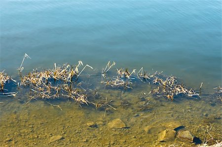 simsearch:400-05880107,k - Coastal aquatic vegetation and stones in a river bottom in clear water. Serene spring day Photographie de stock - Aubaine LD & Abonnement, Code: 400-04856511