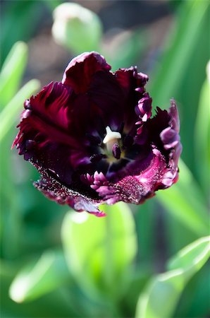 franky242 (artist) - Close up view of a purple tulip in the garden Fotografie stock - Microstock e Abbonamento, Codice: 400-04856584