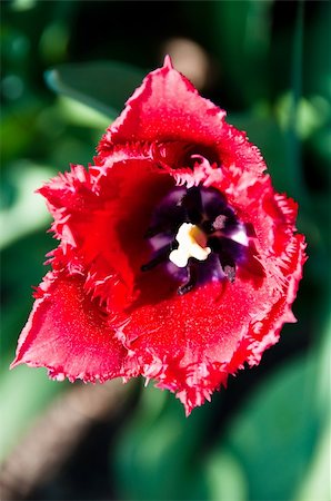 franky242 (artist) - Close up view of a red tulip in the garden Fotografie stock - Microstock e Abbonamento, Codice: 400-04856585