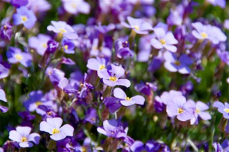 franky242 (artist) - Bunch Of Forget Me Not Flowers In Garden Fotografie stock - Microstock e Abbonamento, Codice: 400-04856586