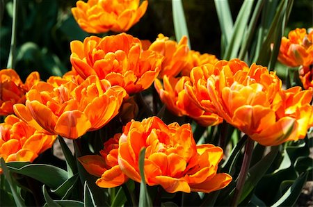 photo beautiful flower gardens dutch - Close up view of red orange tulips in the garden Stock Photo - Budget Royalty-Free & Subscription, Code: 400-04856583