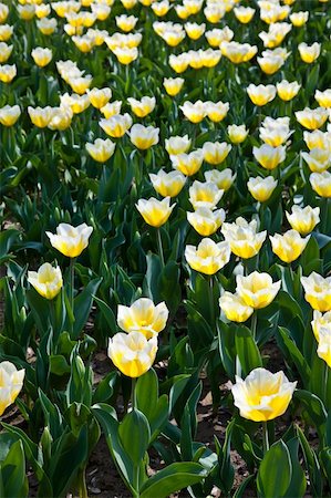 florist background - Cultivation of Darwin Hybrid Tulip Jaap Groot: yellow and white bicolor, perennial group Stock Photo - Budget Royalty-Free & Subscription, Code: 400-04856601