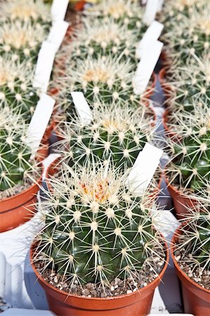 simsearch:400-04030678,k - Small cactus plants in a market during a sunny day Stock Photo - Budget Royalty-Free & Subscription, Code: 400-04856602