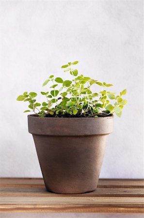 potted herbs - A potted oregano herb plant. Stock Photo - Budget Royalty-Free & Subscription, Code: 400-04856662