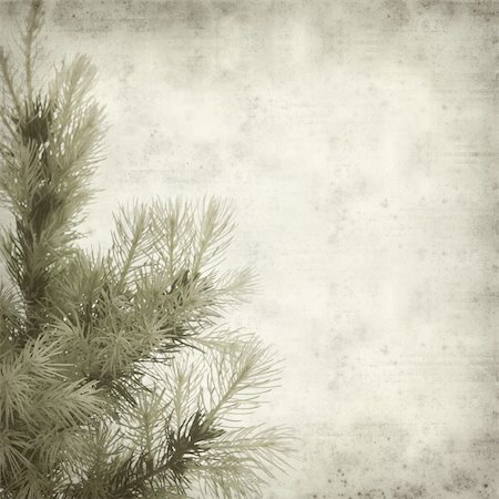 simsearch:400-05923102,k - textured old paper background with Picea glauca (white spruce) young tree Stockbilder - Microstock & Abonnement, Bildnummer: 400-04856702