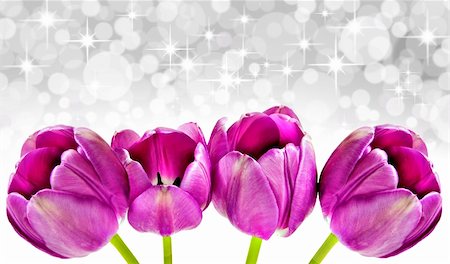 simsearch:400-04406240,k - Spring background of pink tulips with star background Stock Photo - Budget Royalty-Free & Subscription, Code: 400-04856814
