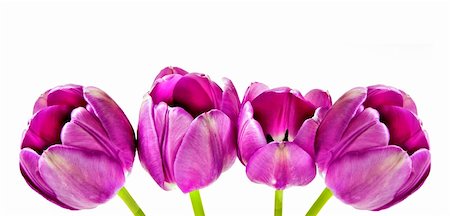 simsearch:400-05093646,k - Spring background of pink tulips Stock Photo - Budget Royalty-Free & Subscription, Code: 400-04856812