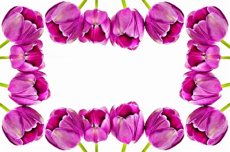 simsearch:400-05093646,k - Spring background of pink tulips on white with space for text Stock Photo - Budget Royalty-Free & Subscription, Code: 400-04856813