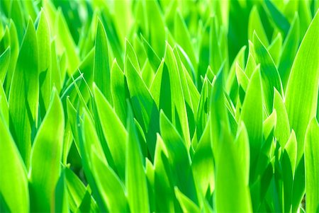 simsearch:400-07577622,k - flower iris green leaves background Photographie de stock - Aubaine LD & Abonnement, Code: 400-04856871