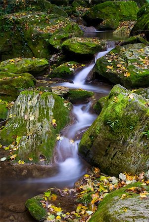 net forest brook flows into the dead wood Stockbilder - Microstock & Abonnement, Bildnummer: 400-04857188