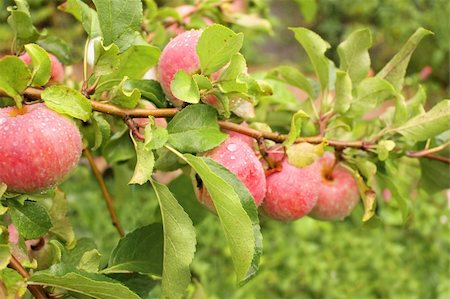 simsearch:400-07513164,k - Rain drops on ripe apples Stockbilder - Microstock & Abonnement, Bildnummer: 400-04857208