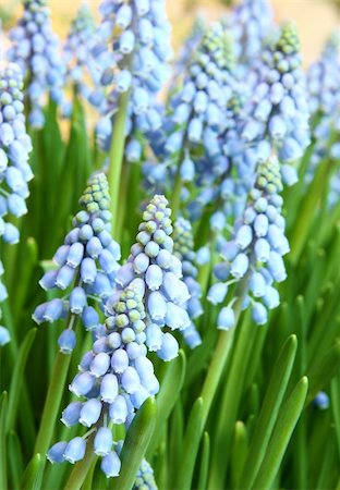 fragile hyacinths - Hyancinth flowers closeup in a garden in spring Stock Photo - Budget Royalty-Free & Subscription, Code: 400-04857246