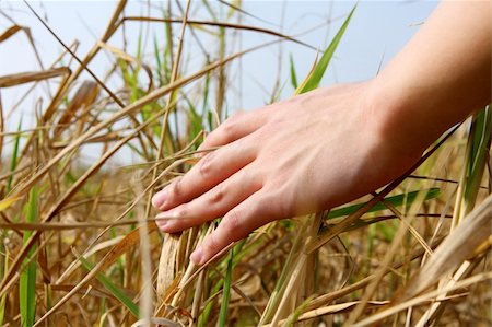 close up of a man's hand touching the grass, 'feeling nature Stock Photo - Budget Royalty-Free & Subscription, Code: 400-04857248