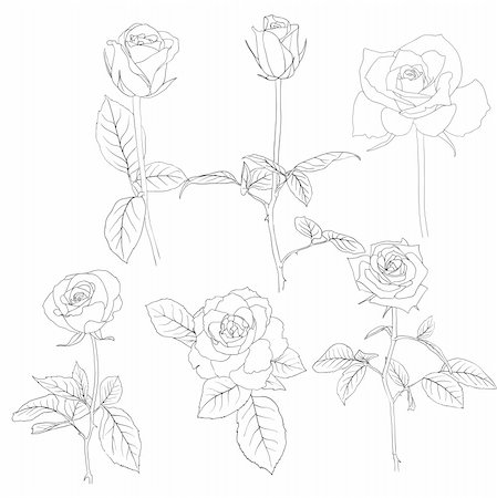 Set of in hand drawn style roses. Vector EPS 10 illustration. Foto de stock - Super Valor sin royalties y Suscripción, Código: 400-04857490