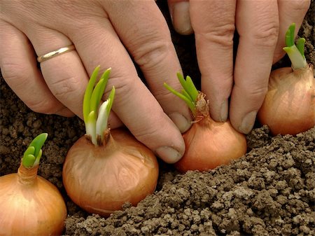 simsearch:400-07302217,k - woman hands planting bulbs for green onions Stock Photo - Budget Royalty-Free & Subscription, Code: 400-04857566